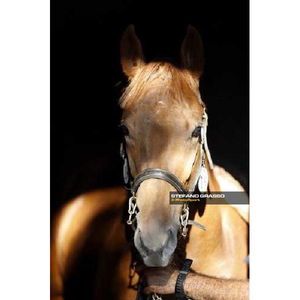 Moments and Emotions at SGA Selected Yearling Sale Settimo Milanese (MI), 16-17th sept.2011 ph.Stefano Grasso