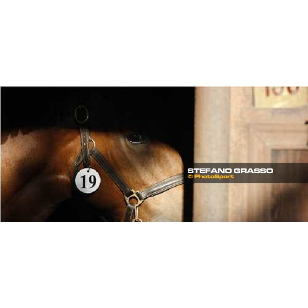 Moments and Emotions at SGA Selected Yearling Sale Settimo Milanese (MI), 16-17th sept.2011 ph.Stefano Grasso