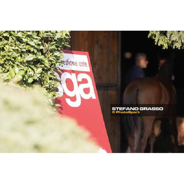Moments and Emotions at SGA Selected Yearling Sale Settimo Milanese (MI), 16-17th sept.2011 ph.Stefano Grasso
