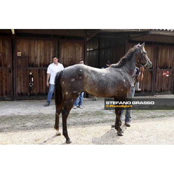 Moments and Emotions at SGA Selected Yearling Sale - Settimo Milanese (MI), 16-17th sept.2011 ph.Stefano Grasso