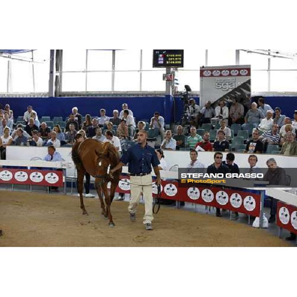 Moments and Emotions at SGA Selected Yearling Sale Settimo Milanese (MI), 16-17th sept.2011 ph.Stefano Grasso