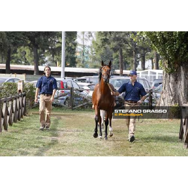 Moments and Emotions at SGA Selected Yearling Sale - The Top Price - n.78 Dubawi and Windy Britain - sold at Euro 210.000 Settimo Milanese (MI), 16-17th sept.2011 ph.Stefano Grasso