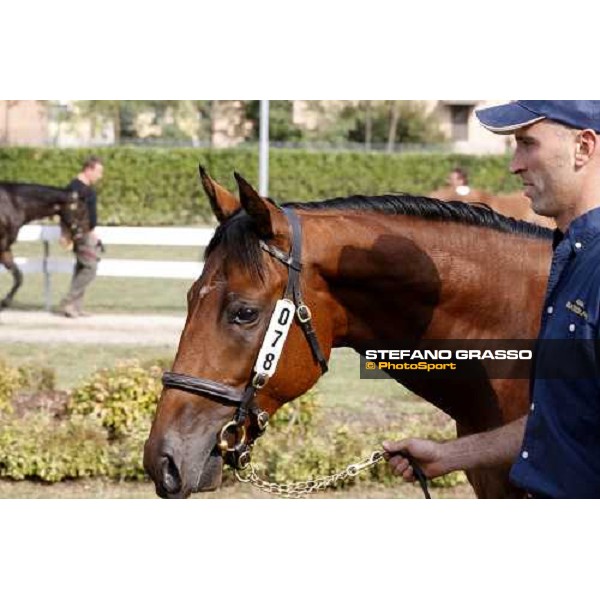 Moments and Emotions at SGA Selected Yearling Sale - The Top Price - n.78 Dubawi and Windy Britain - sold at Euro 210.000 Settimo Milanese (MI), 16-17th sept.2011 ph.Stefano Grasso