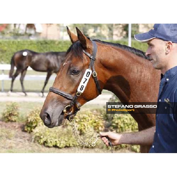 Moments and Emotions at SGA Selected Yearling Sale - The Top Price - n.78 Dubawi and Windy Britain - sold at Euro 210.000 Settimo Milanese (MI), 16-17th sept.2011 ph.Stefano Grasso