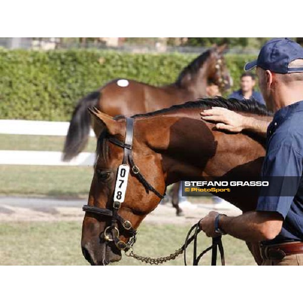 Moments and Emotions at SGA Selected Yearling Sale - The Top Price - n.78 Dubawi and Windy Britain - sold at Euro 210.000 Settimo Milanese (MI), 16-17th sept.2011 ph.Stefano Grasso