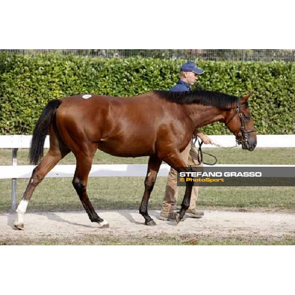 Moments and Emotions at SGA Selected Yearling Sale - The Top Price - n.78 Dubawi and Windy Britain - sold at Euro 210.000 Settimo Milanese (MI), 16-17th sept.2011 ph.Stefano Grasso