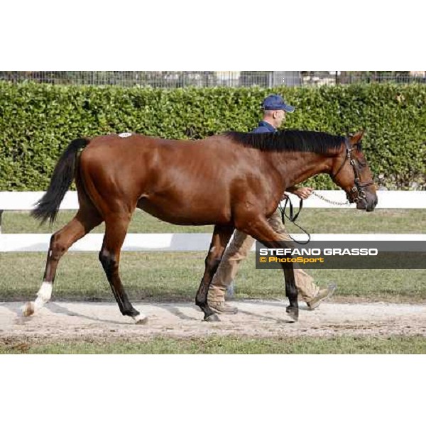 Moments and Emotions at SGA Selected Yearling Sale - The Top Price - n.78 Dubawi and Windy Britain - sold at Euro 210.000 Settimo Milanese (MI), 16-17th sept.2011 ph.Stefano Grasso