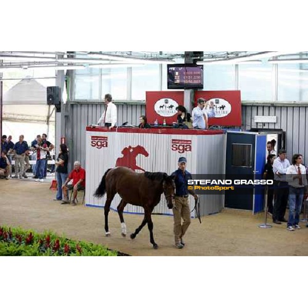 Moments and Emotions at SGA Selected Yearling Sale - The Top Price - n.78 Dubawi and Windy Britain - sold at Euro 210.000 Settimo Milanese (MI), 16-17th sept.2011 ph.Stefano Grasso
