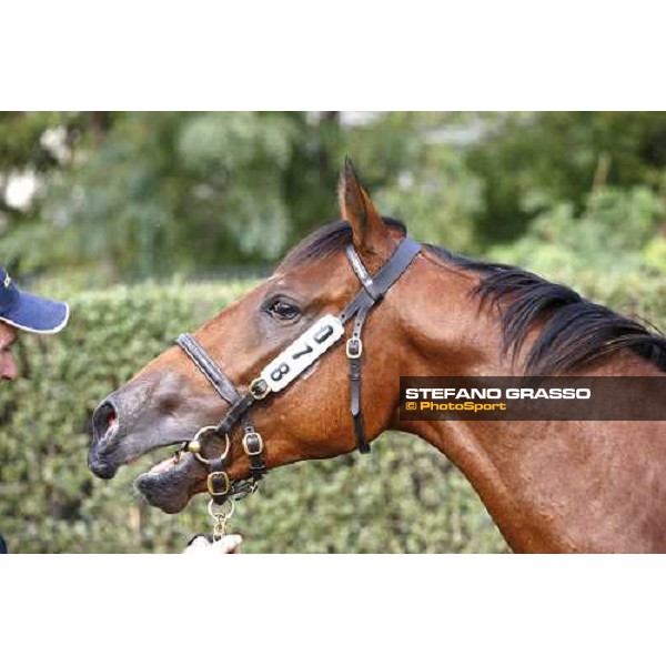 Moments and Emotions at SGA Selected Yearling Sale - The Top Price - n.78 Dubawi and Windy Britain - sold at Euro 210.000 Settimo Milanese (MI), 16-17th sept.2011 ph.Stefano Grasso
