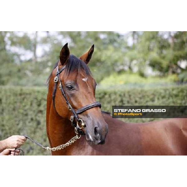 Moments and Emotions at SGA Selected Yearling Sale - The Top Price - n.78 Dubawi and Windy Britain - sold at Euro 210.000 Settimo Milanese (MI), 16-17th sept.2011 ph.Stefano Grasso