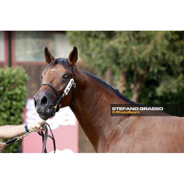 Moments and Emotions at SGA Selected Yearling Sale - The Top Price - n.78 Dubawi and Windy Britain - sold at Euro 210.000 Settimo Milanese (MI), 16-17th sept.2011 ph.Stefano Grasso