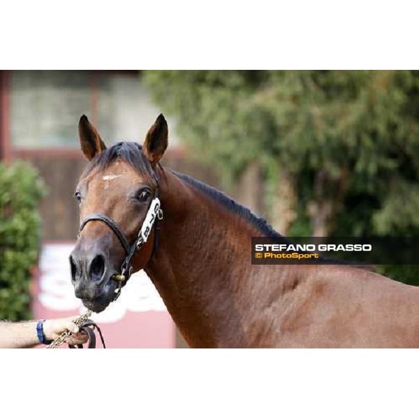 Moments and Emotions at SGA Selected Yearling Sale - The Top Price - n.78 Dubawi and Windy Britain - sold at Euro 210.000 Settimo Milanese (MI), 16-17th sept.2011 ph.Stefano Grasso