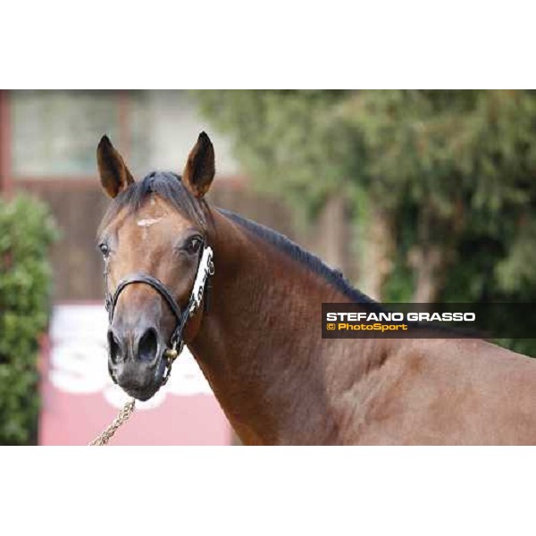 Moments and Emotions at SGA Selected Yearling Sale - The Top Price - n.78 Dubawi and Windy Britain - sold at Euro 210.000 Settimo Milanese (MI), 16-17th sept.2011 ph.Stefano Grasso