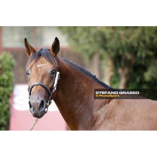 Moments and Emotions at SGA Selected Yearling Sale - The Top Price - n.78 Dubawi and Windy Britain - sold at Euro 210.000 Settimo Milanese (MI), 16-17th sept.2011 ph.Stefano Grasso
