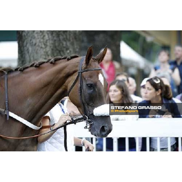 72° Gran Premio Merano Forst Chercheur d\'Or winner of the 72° Gran Premio Merano Forst Merano, Maia racetrack, 25th sept.2011 ph.Stefano Grasso