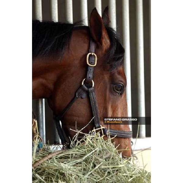 close up for Magistretti Dallas, 27th october 2004 ph. Stefano Grasso