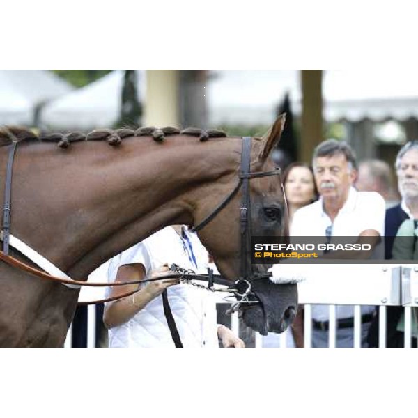 72° Gran Premio Merano Forst Chercheur d\'Or winner of the 72° Gran Premio Merano Forst Merano, Maia racetrack, 25th sept.2011 ph.Stefano Grasso
