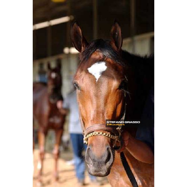 Sense of Style runner of Juveline Fillies Dallas, 27th october 2004 ph. Stefano Grasso