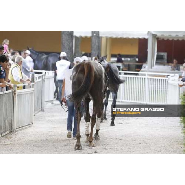 72° Gran Premio Merano Forst Chercheur d\'Or winner of the 72° Gran Premio Merano Forst Merano, Maia racetrack, 25th sept.2011 ph.Stefano Grasso