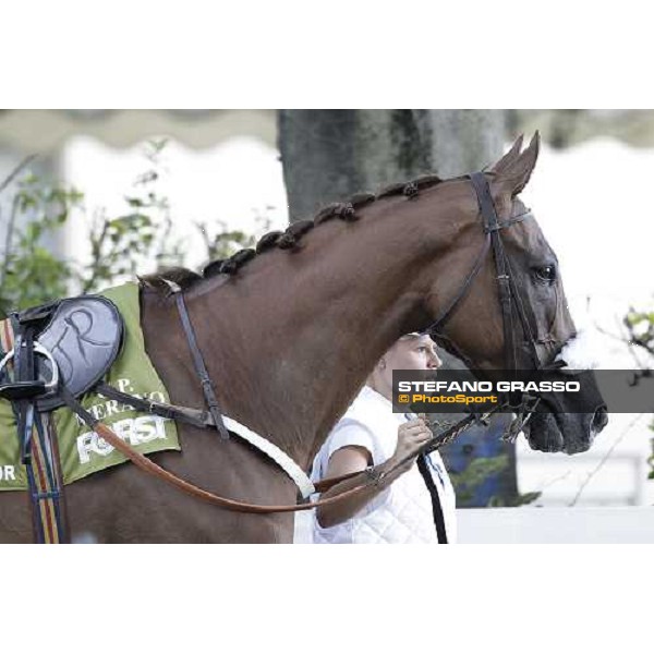 72° Gran Premio Merano Forst Chercheur d\'Or winner of the 72° Gran Premio Merano Forst Merano, Maia racetrack, 25th sept.2011 ph.Stefano Grasso
