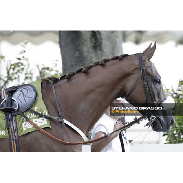 72° Gran Premio Merano Forst Chercheur d\'Or winner of the 72° Gran Premio Merano Forst Merano, Maia racetrack, 25th sept.2011 ph.Stefano Grasso