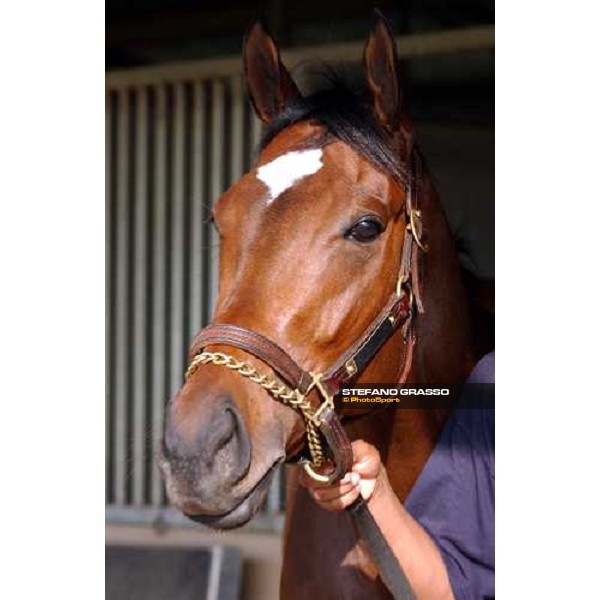 Sense of Style runner of Juveline Fillies Dallas, 27th october 2004 ph. Stefano Grasso