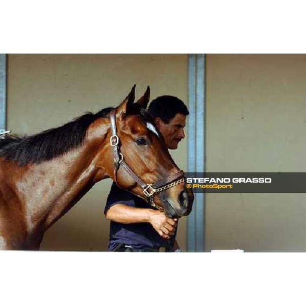 Sense of Style runner of Juveline Fillies, walking in the barn after morning works at Lone Star PArk Dallas, 27th october 2004 ph. Stefano Grasso