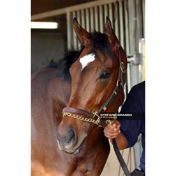 close up for Sense of Style runner of Juveline Fillies Dallas, 27th october 2004 ph. Stefano Grasso