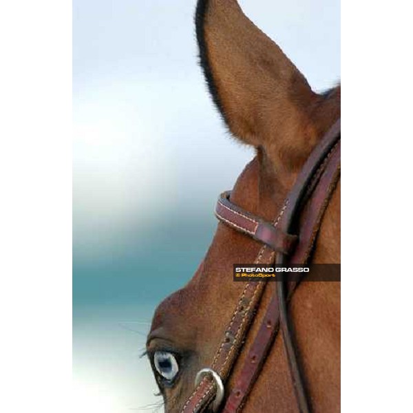 close up for a pony at Lone Star PArk Dallas, 27th october 2004 ph. Stefano Grasso