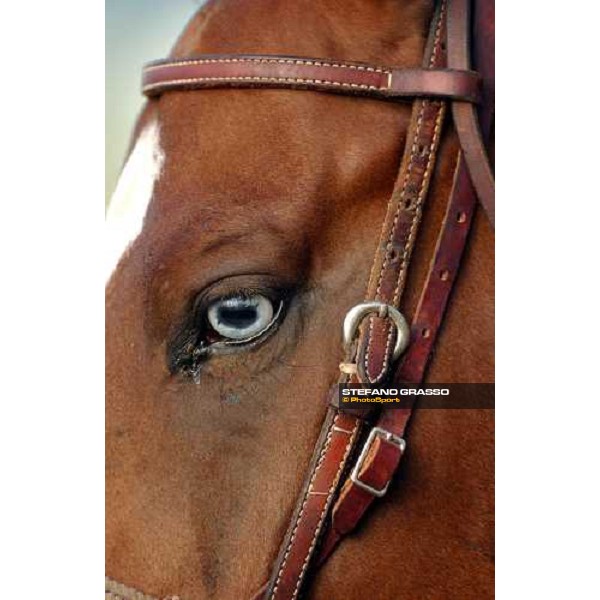 close up for a pony at Lone Star PArk Dallas, 27th october 2004 ph. Stefano Grasso