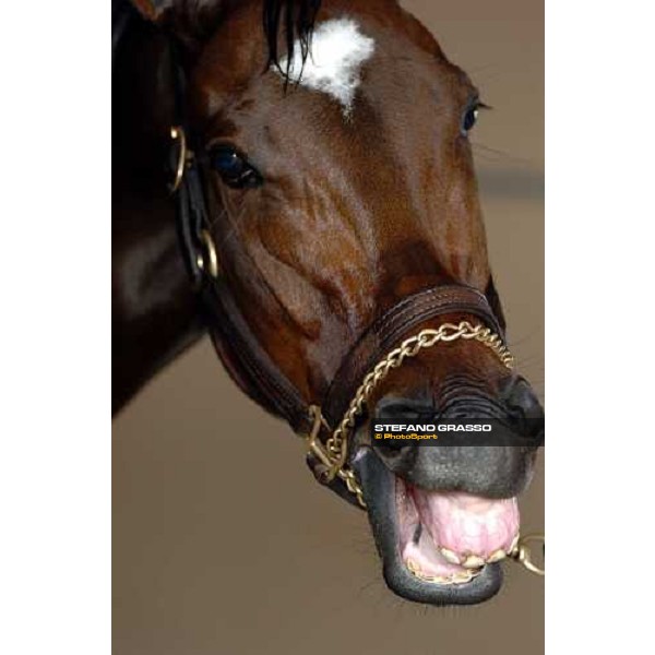 Breeders\' cup 2004 Dallas 27th october 2004 ph. Stefano Grasso