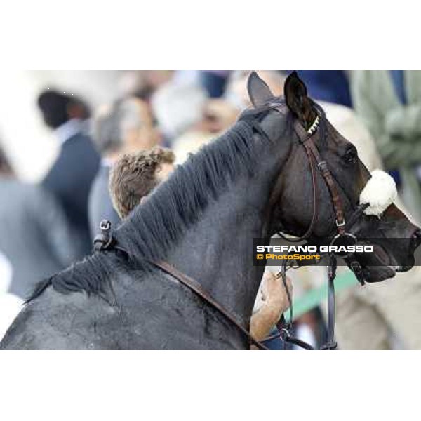 Dadga Mor winner of Premio Cancelli Milano - San Siro racetrack, 24th sept.2011 ph.Stefano Grasso