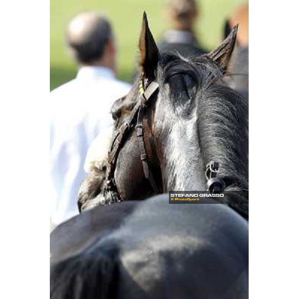 Dadga Mor winner of Premio Cancelli Milano - San Siro racetrack, 24th sept.2011 ph.Stefano Grasso