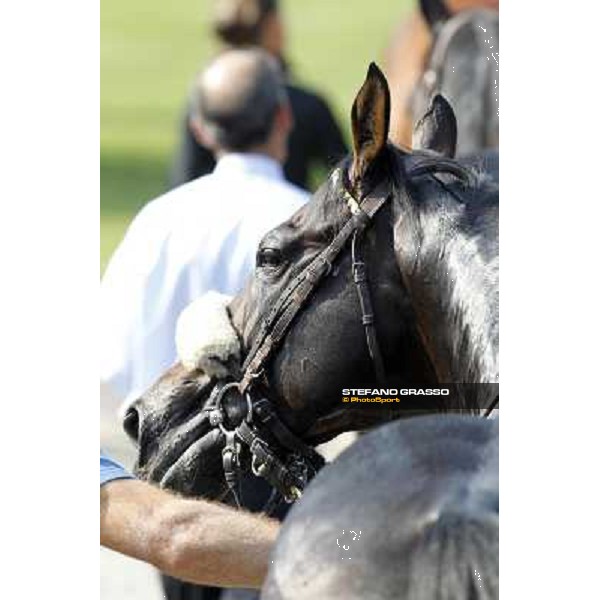 Dadga Mor winner of Premio Cancelli Milano - San Siro racetrack, 24th sept.2011 ph.Stefano Grasso