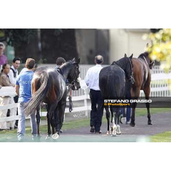 Dadga Mor winner of Premio Cancelli Milano - San Siro racetrack, 24th sept.2011 ph.Stefano Grasso