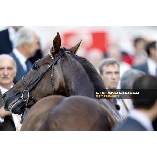Khor Sheed winner of Premio Sergio Cumani Milano - San Siro racetrack, 24th sept.2011 ph.Stefano Grasso