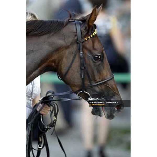 Khor Sheed winner of Premio Sergio Cumani Milano - San Siro racetrack, 24th sept.2011 ph.Stefano Grasso