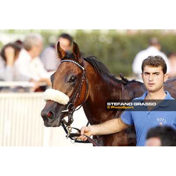 Belly to Belly, 2nd in the Premio Eupili Milano - San Siro racetrack, 24th sept.2011 ph.Stefano Grasso