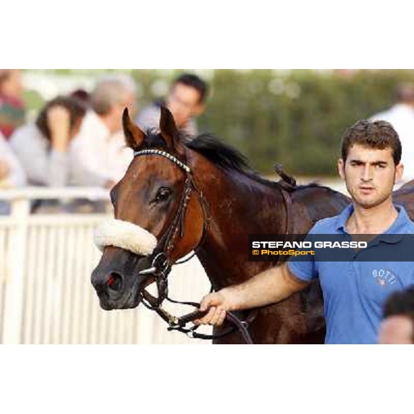 Belly to Belly, 2nd in the Premio Eupili Milano - San Siro racetrack, 24th sept.2011 ph.Stefano Grasso