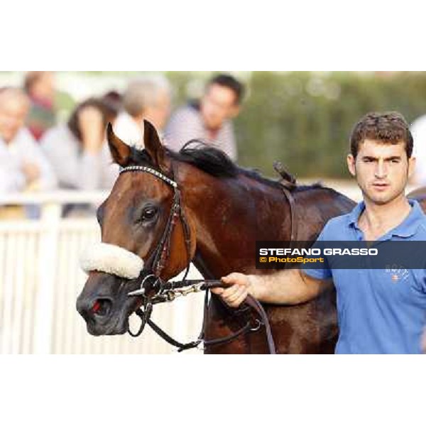Belly to Belly, 2nd in the Premio Eupili Milano - San Siro racetrack, 24th sept.2011 ph.Stefano Grasso