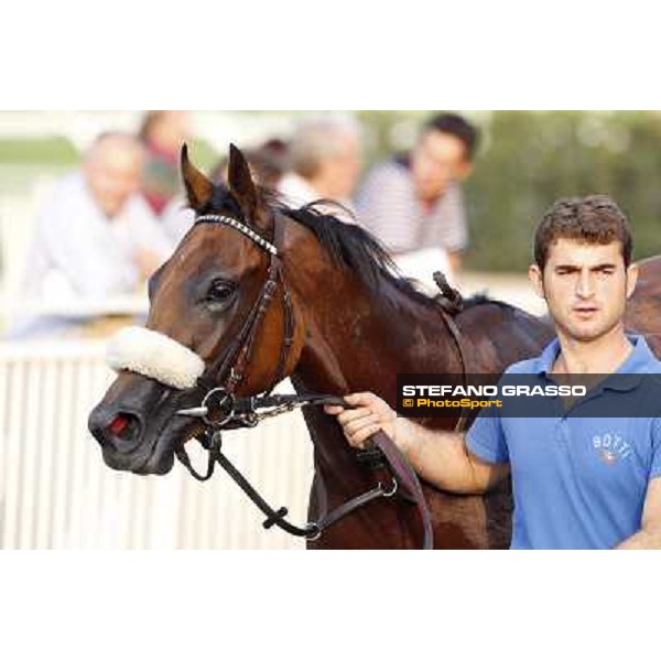 Belly to Belly, 2nd in the Premio Eupili Milano - San Siro racetrack, 24th sept.2011 ph.Stefano Grasso