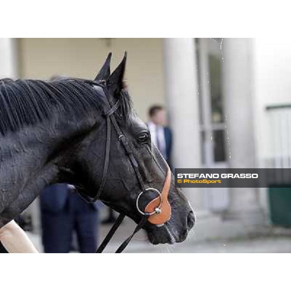 Dick Turpin after winning the Premio Vittorio di Capua Milano - San Siro racetrack, 24th sept.2011 ph.Stefano Grasso