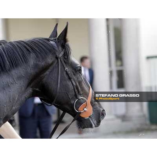 Dick Turpin after winning the Premio Vittorio di Capua Milano - San Siro racetrack, 24th sept.2011 ph.Stefano Grasso