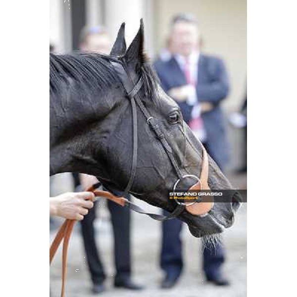Dick Turpin after winning the Premio Vittorio di Capua Milano - San Siro racetrack, 24th sept.2011 ph.Stefano Grasso