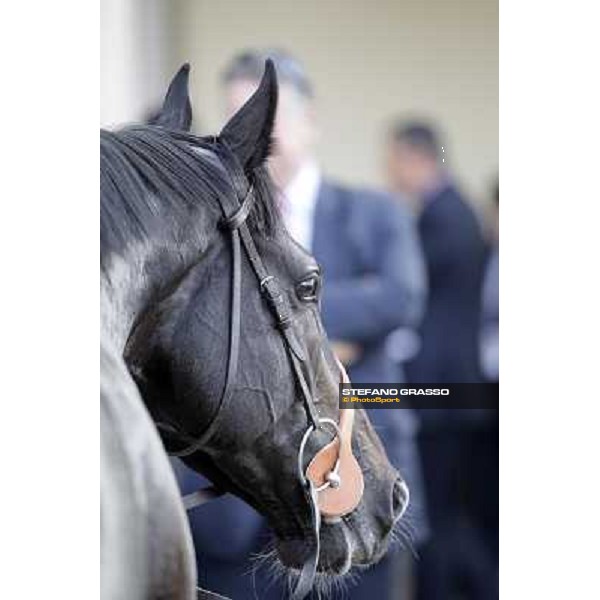 Dick Turpin after winning the Premio Vittorio di Capua Milano - San Siro racetrack, 24th sept.2011 ph.Stefano Grasso