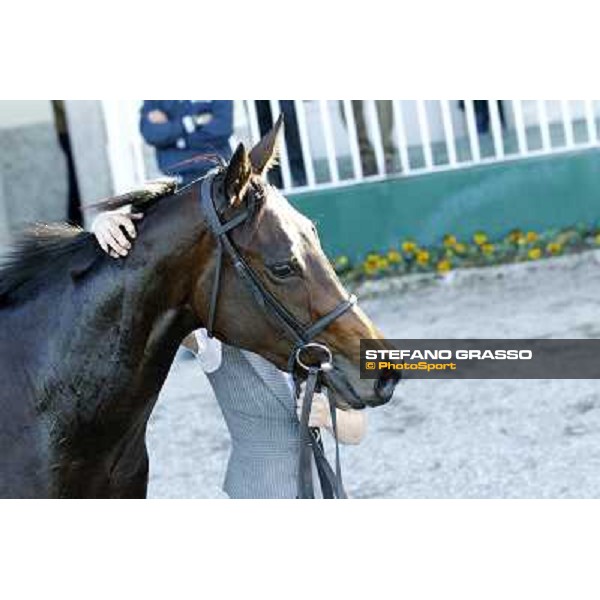 Nayarra after winning the Gran Criterium Milano - San Siro racetrack, 9th oct. 2011 ph.Stefano Grasso