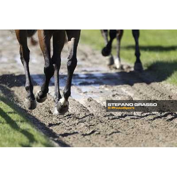 Milano - San Siro racetrack, 9th oct. 2011 ph.Stefano Grasso