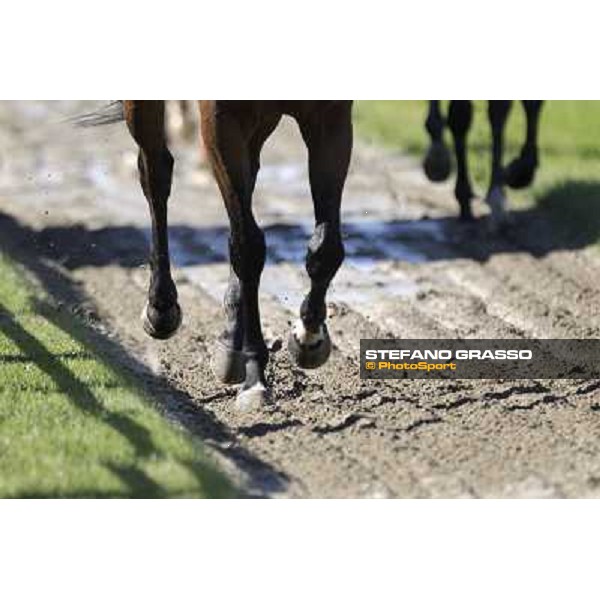 Milano - San Siro racetrack, 9th oct. 2011 ph.Stefano Grasso