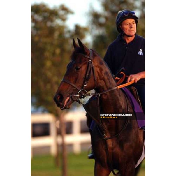 Ouija Board during morning works at Lone Star Park Dallas, 28th october 2004 ph. Stefano Grasso
