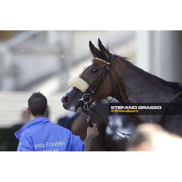 Margo Tango after the finish of the Premio Zambla Milano - San Siro racetrack, 9th oct. 2011 ph.Stefano Grasso